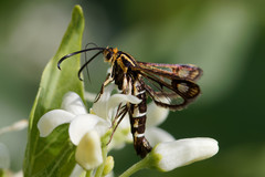 Pyropteron triannuliformis
