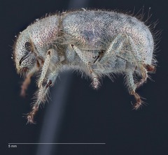 Miloderes amargosensis