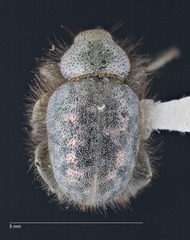 Miloderes amargosensis