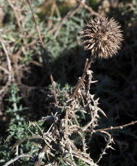 Echinops philistaeus