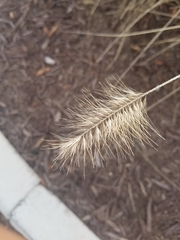 Poaceae