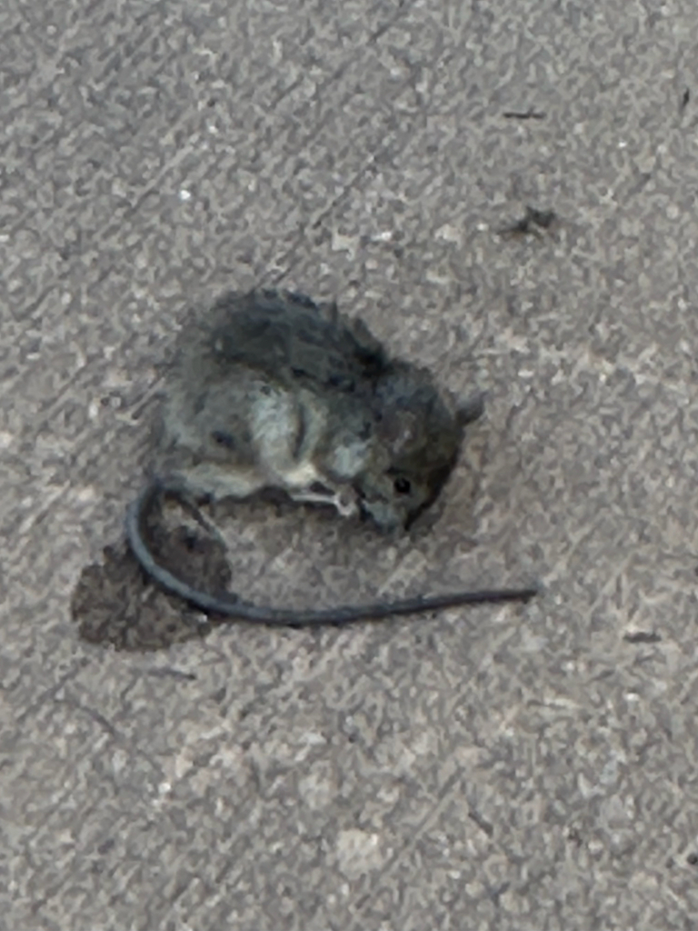 Old World Rats from Clearwater Dr, Southern River, WA, AU on February 7 ...