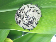 Polybia occidentalis