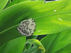 Polybia occidentalis