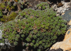 Veronica ciliolata ciliolata