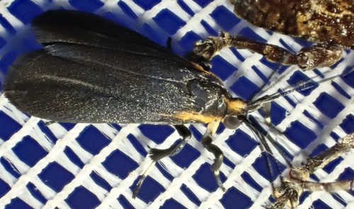 Lycomorphodes epatra
