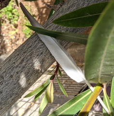 Columba livia domestica