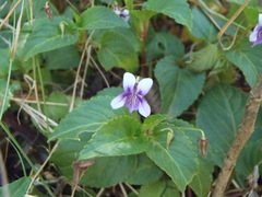 Viola scandens