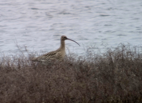 Eurasian Curlew