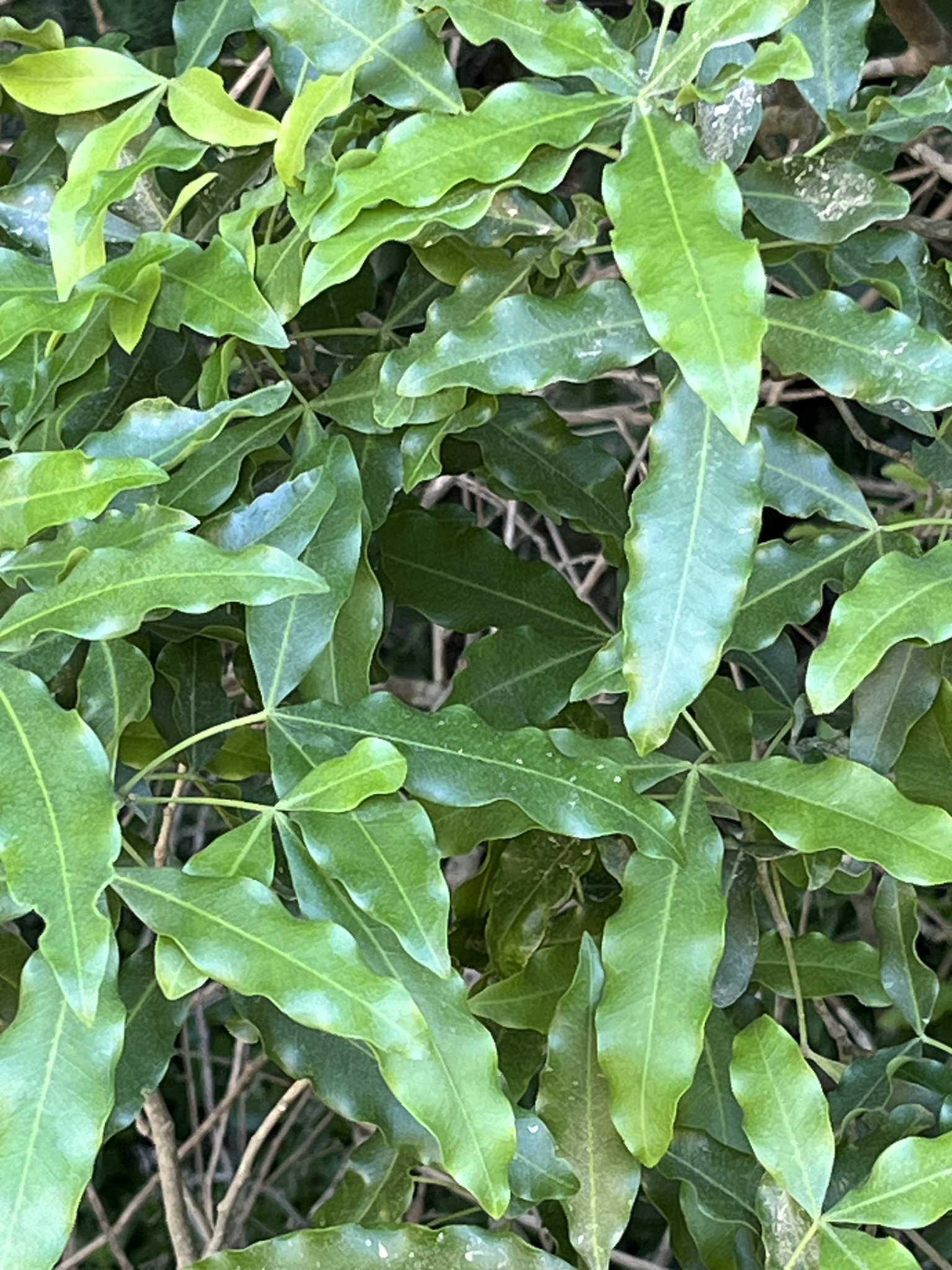 Imagem de Vepris lanceolata
