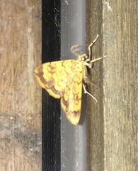 Portentomorpha xanthialis