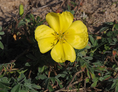 Oenothera drummondii