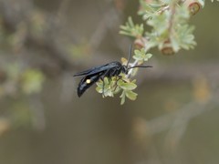 Laeviscolia frontalis