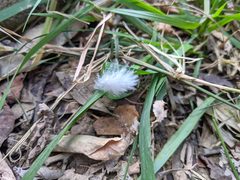 Columba livia domestica