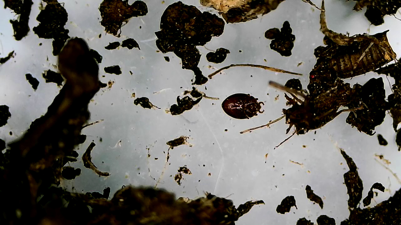 Uroobovella marginata (C.L.Koch, 1839)