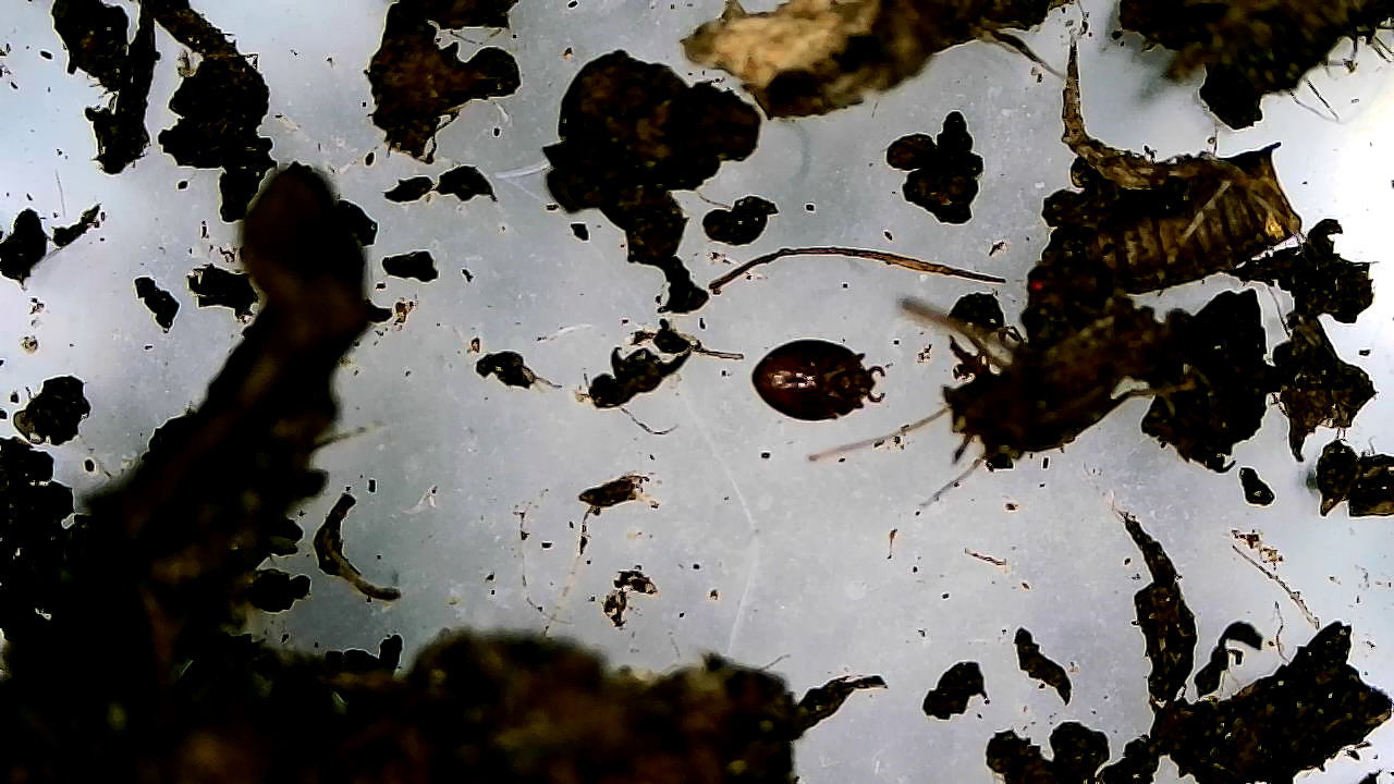 Uroobovella marginata (C.L.Koch, 1839)