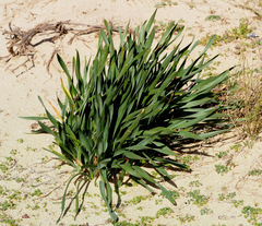 Pancratium maritimum