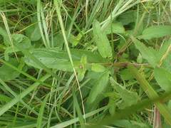 Scrophularia auriculata