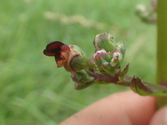 Scrophularia auriculata