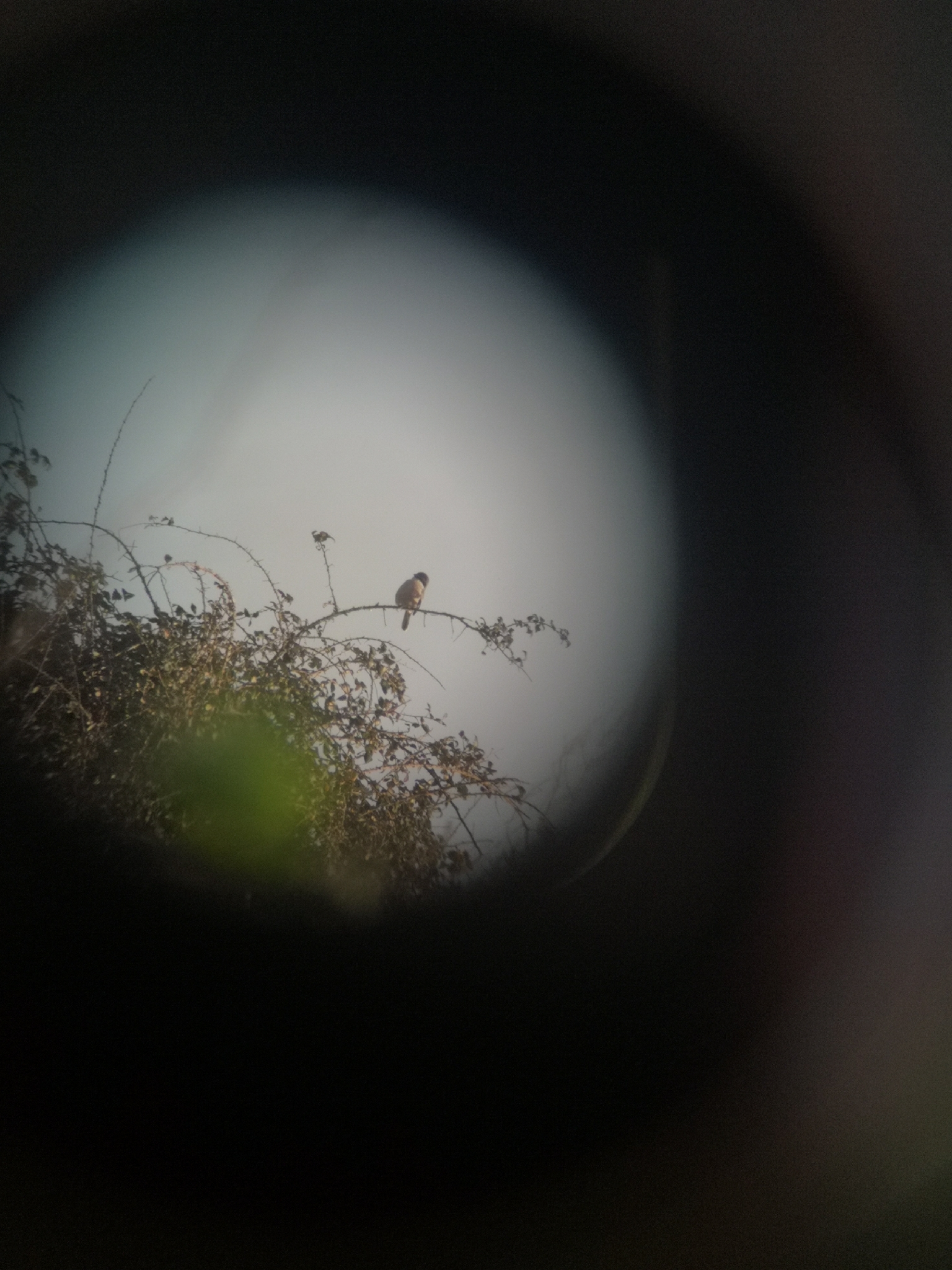 Iberian Grey Shrike (Lanius meridionalis), photo 9