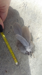 Streptopelia decaocto