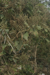 Colebrookea oppositifolia