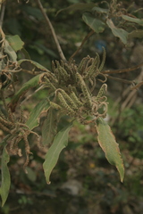 Colebrookea oppositifolia