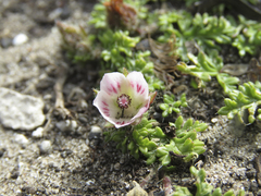 Anisodontea dissecta
