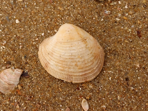 Antigona laqueata observed 2026-02-03