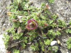 Anisodontea dissecta