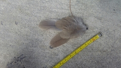 Streptopelia decaocto