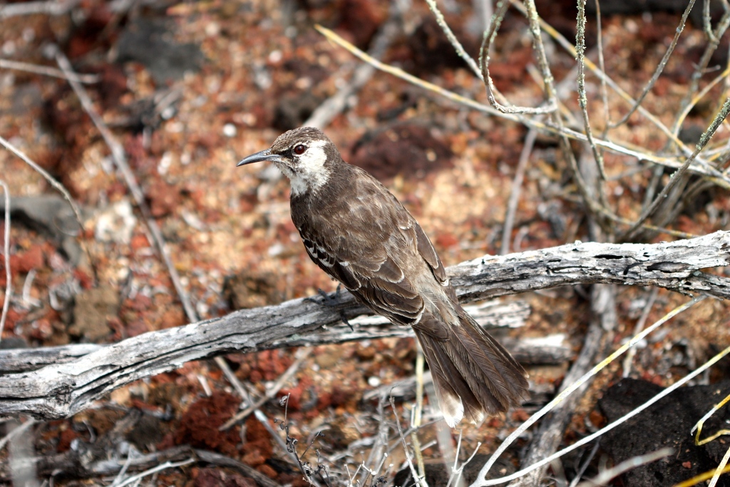 Floreana Mockingbird