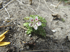 Anisodontea dissecta