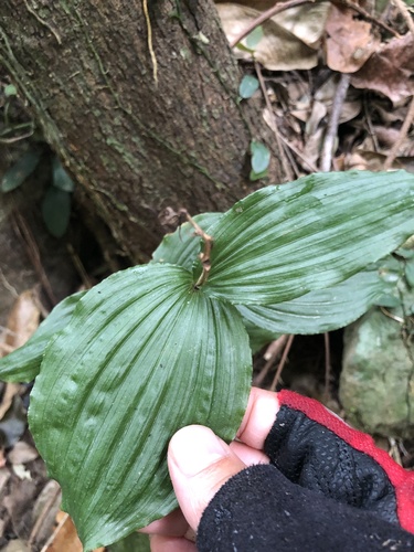 Tropidia nipponica iNat (2)