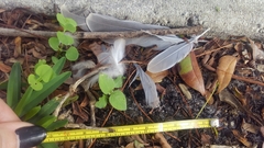 Streptopelia decaocto