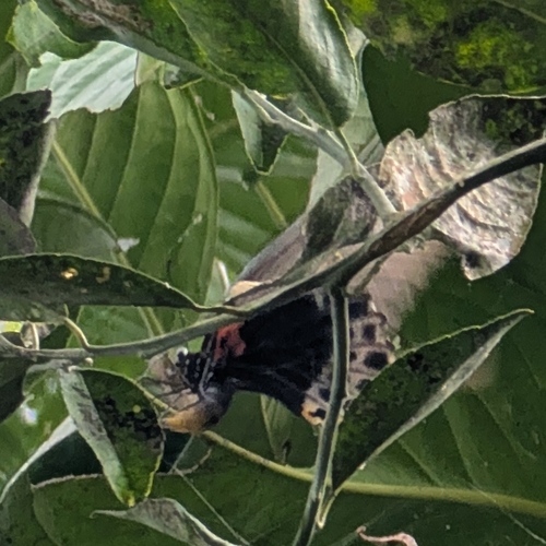 Papilio memnon