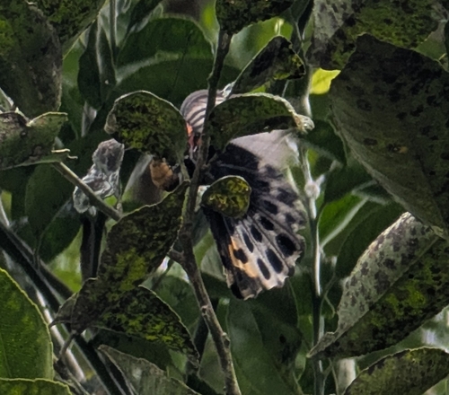 Papilio memnon