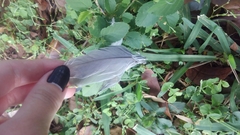 Streptopelia decaocto