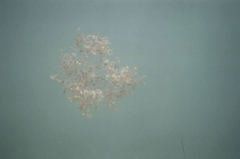 Sargassum natans