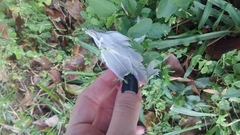 Streptopelia decaocto