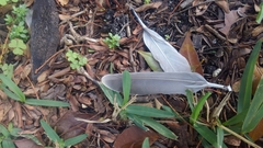 Streptopelia decaocto