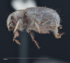 Miloderes amargosensis