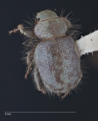 Miloderes amargosensis