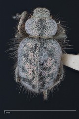 Miloderes amargosensis