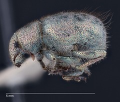 Miloderes amargosensis