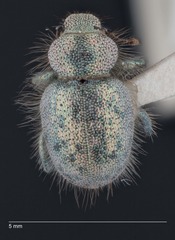 Miloderes amargosensis