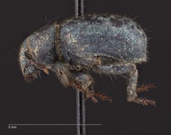 Miloderes amargosensis