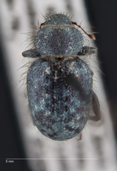 Miloderes amargosensis