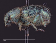 Miloderes amargosensis