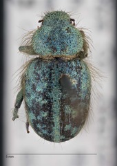 Miloderes amargosensis